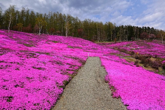Moss phlox festival in Hokkaido, pink carpets of phlox cover the hills, Takinoue Park in Hokkaido