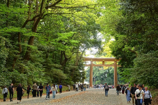 Meiji Shrine and forest in Tokyo, explore Tokyo on foot, quiet areas in Tokyo, forest in Tokyo