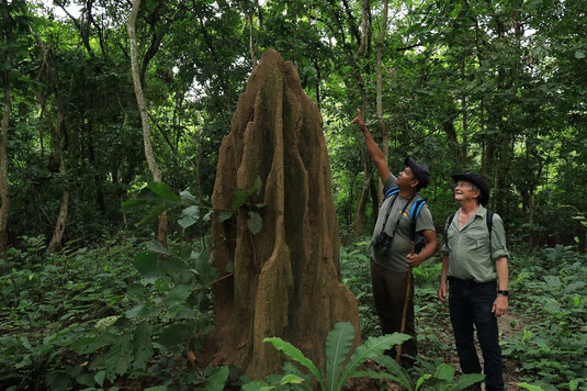 Termites, termite mound, jungle Nepal, Chitwan National Park, guided tour, walk