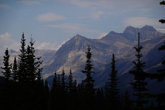 Bear encounter Canada, USA, North America, National Parks, dangerous situation, wildlife encounter, bears
