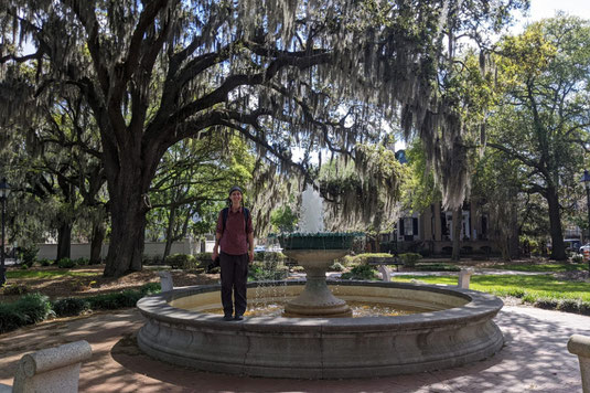 Spanish moss, Savannah, Georgia, parks, urban jungle, oaks, Sarah Bauer