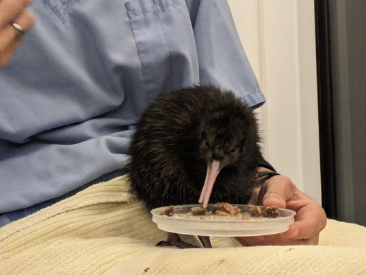 Behind the Scenes Tour National Kiwi Hatchery Rotorua, Kiwi Aufzuchtstation, Tierrettung, Naturschutz, Tierschutz, Neuseeland Kiwi, aussterben