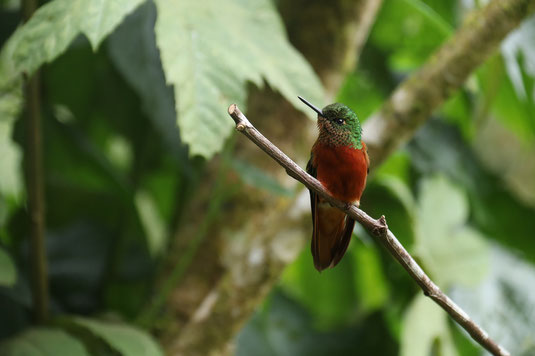Hummingbirds, Ecuador