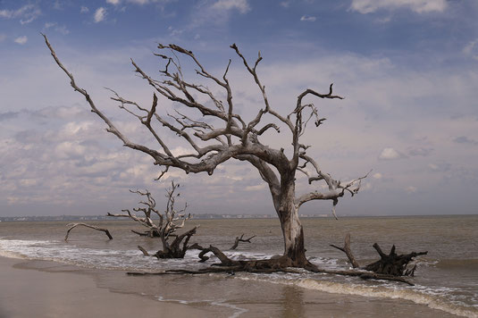 Jekyll Island, Savannah, Driftwood Beach, trees, dead forest