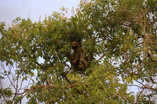Sloth, Amazon rainforest, wildlife Ecuador, adventure