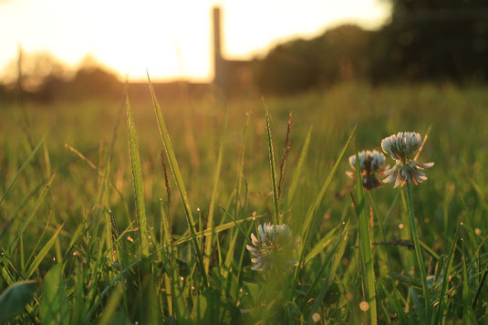 Camera, walking consciously, forest walk, outdoors, forest bathing