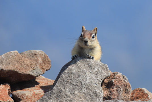 Chipmunk, Streifenhörnchen, Dankbarkeit, Natur, Naturkind, Yellowstone, es sind die kleinen Dinge