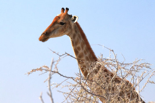 Giraffe portrait, Etosha National Park, Namibia, Africa, self drive wildlife spotting