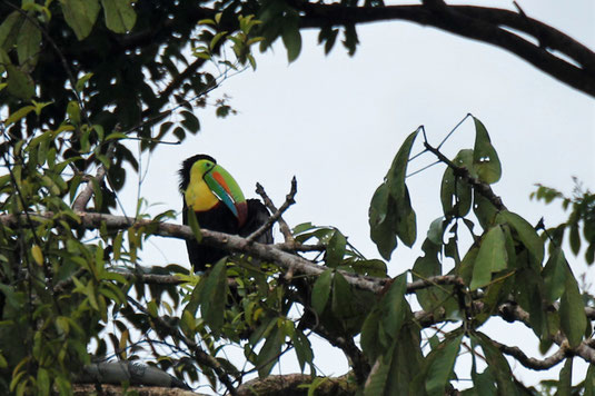 Tukan, Tortuguero, Costa Rica