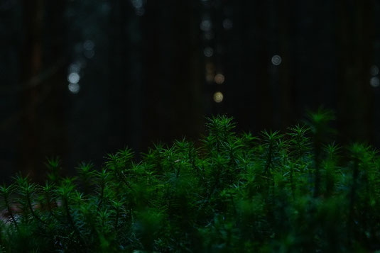 Sleeping alone in the forest in a shelter, survival experiment, outdoor education