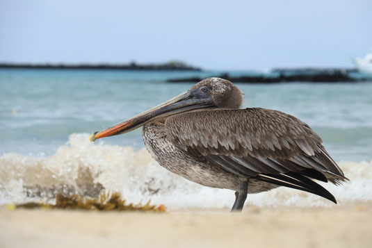 Galapagos-Inseln, Pelikan, Tiere, Vogel, Wildtiere, Schutz, Naturschutz, Strand, Pazifik