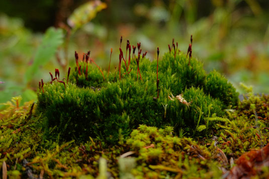 Wachsen, Mut, Selbstwertgefühl steigern, besseres Selbstbewusstsein