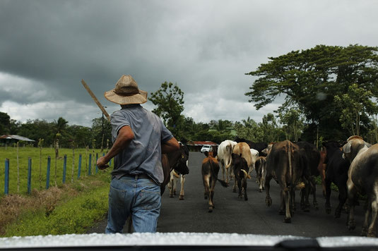 road trip Costa Rica, traffic, cows on road, animals crossing, central america