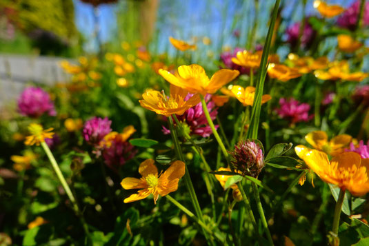 Wildlife nature garden, wild gardening, gardening in times of climate change, be the change