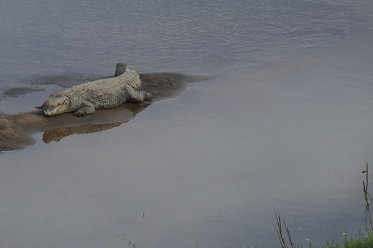 Crocodile, Chitwan National Park, Tour Nepal, wildlife