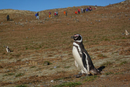 Pinguine in Patagonien, Magellan Pinguine auf der Insel Magdalena in Chile, Feuerland, Pinguin-Tour