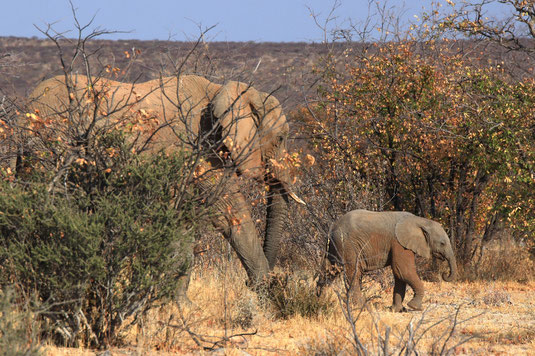 Elephant herd, Etosha, Namibia, wildlife safari, dangerous elephants, self-drive