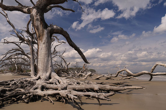 Driftwood Beach, Jekyll Island, Savannah, sights, beaches