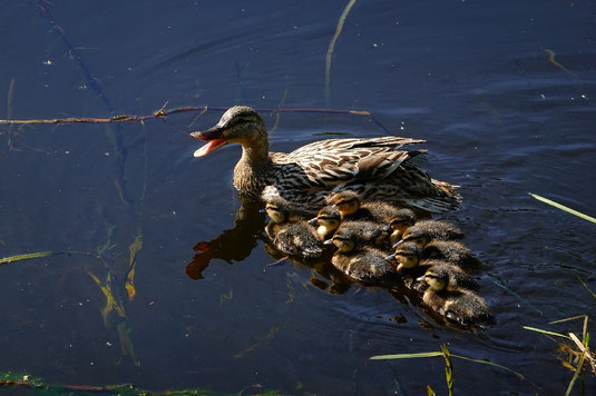 Entenküken auf dem John Muir Way, Schottland, Union Canal, Schottland, John Muir Way