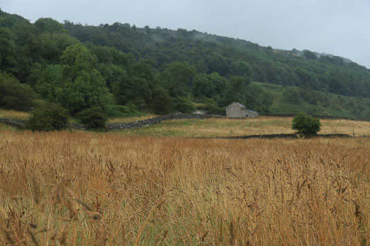 Rain on the Coast to Coast Trail, England, wheatfields