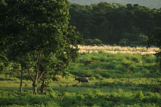 Rhino, deer, Chitwan National Park, Nepal, tour