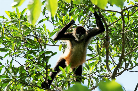 Affen, Costa Rica, Tiere, Tierwelt