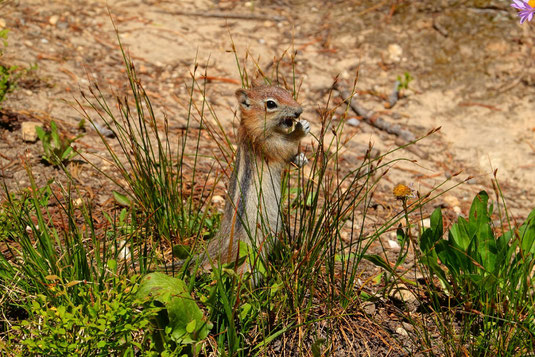 Wanderung Grand Tetons, Wildlife, Goldmantelziesel USA, Wyoming, Grand Teton Wildlife, Eichhörnchen, Erdhörnchen, Grand Teton Nationalpark, Tiere, Wanderung