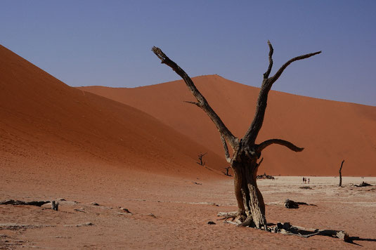 Deadvlei Namib Wüste, Bäume, Geisterbäume, tote Bäume, Death Valley Afrikas, Namibia Wüste, Namib-Naukluft