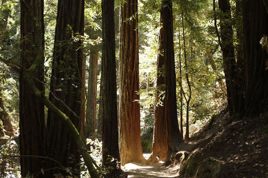 Muis Woods Monument, California