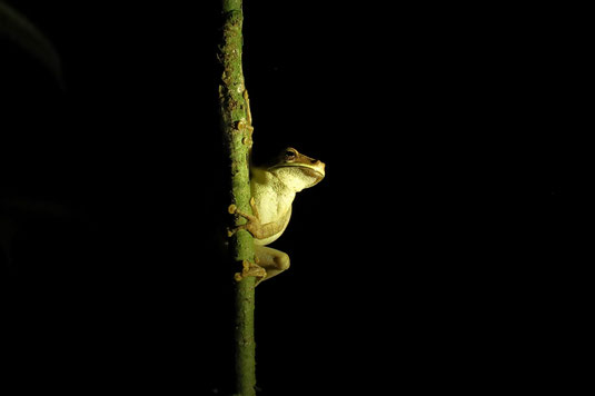 Frösche, Regenwald, Amazonas, Tiere bei Nacht, Nachtwanderung Regenwald
