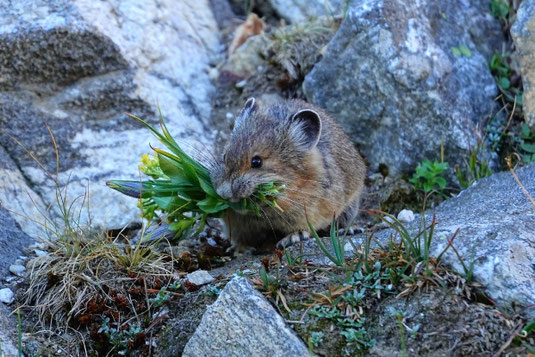 Pika, high-altitude animals, extinction, climate change, Why are pikas going extinct?, Grand Teton National Park, camping, hiking, environment