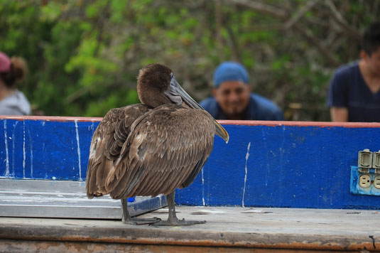 Galapagos Islands, conservation, endangered species, programs, pelican, fish Market, Santa Cruz