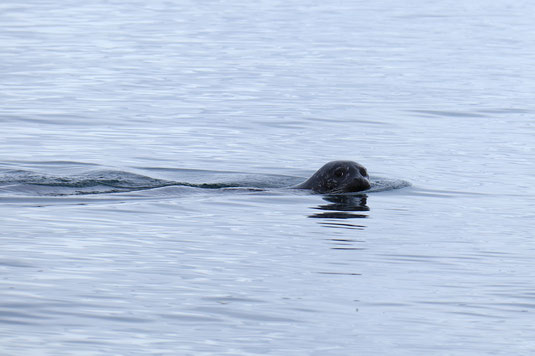 Seehunde in Island, Hvítserkur Rock, Wildlife Watching in Island, Tiere in Island