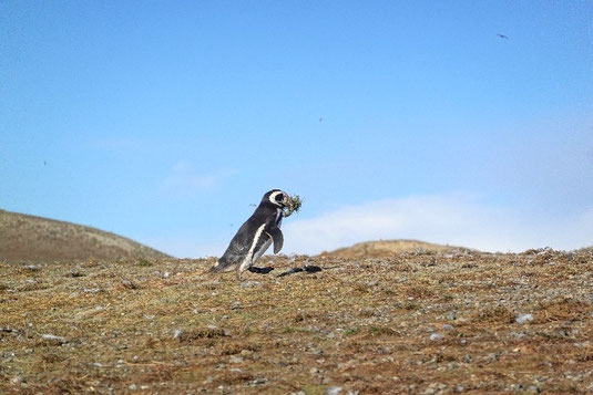 Penguins in Patagonia, nesting, burrows, Chile, Island Magdalena, wildlife spotting