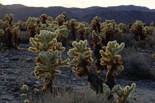 Cholla Cactus Garden, Sonnenuntergang, Joshua Tree National Park, Camping, Roadtrip Kalifornien