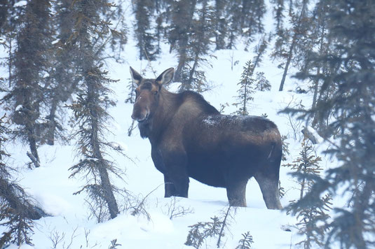 Alaskan Moose, elk, Alaska in winter, wildlife, Dalton Highway, Wildlife watching, Coldfoot, tundra