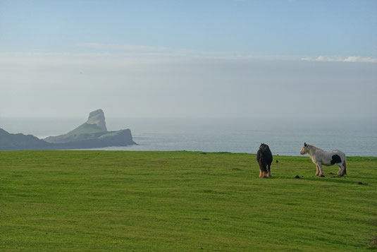 Worm's Head, hiking trail, view, horses, cliffs, hike in Wales