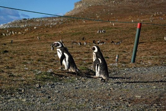 Pinguine auf der Insel Magdalena, Patagonien, Magellanstraße, Chile und Pinguine