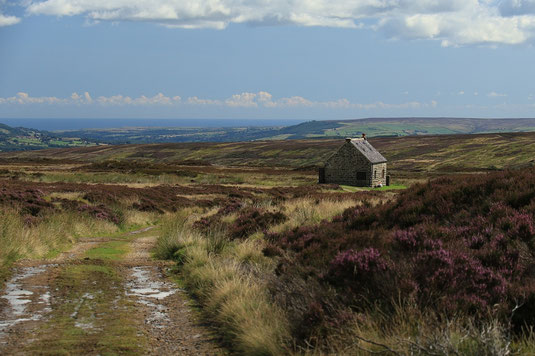 Coast to Coast Trail in England, Wanderung durch den North York Moors National Park, England, Heide, Heideblüte