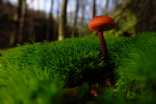 Spazierengehen, bewusst gehen, bewusst leben, Pilze, Wald erfahren