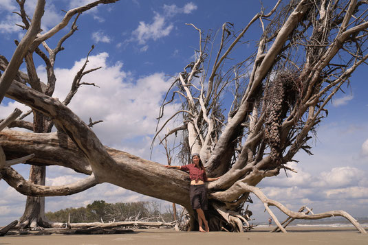 Driftwood Beach, Jekyll Island, Savannah, Georgia, trees dead forest