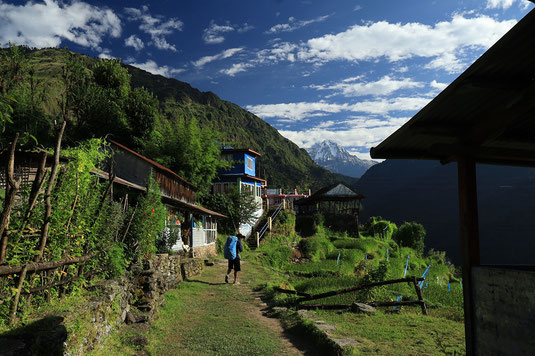 View Poon Hill Trek, Annapurna, bacteria, bug, hiking Nepal, trekking, Himalayas