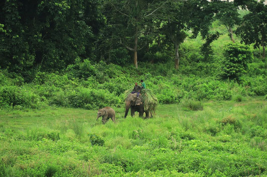 Elephant riding, tourism, cruel, no elephant riding, tourist attraction, animal rights