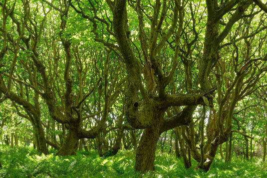 John Muir Way, Schottland, Zauberwald, Wälder, Wanderweg, Fernwanderung Schottland, Wandern in Schottland