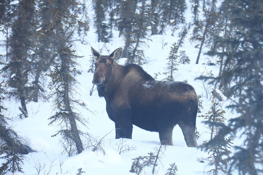 Alaska-Elch, Nordalaska, Dalton Highway, wildlife, wilde Tiere Alaska