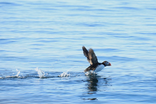 Puffins, endangered, Norway, Røst, overfishing, bird protection, climate change