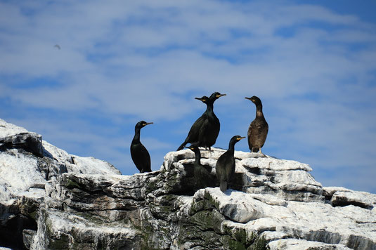 Cormorants, sea bird tour, Røst, Norway