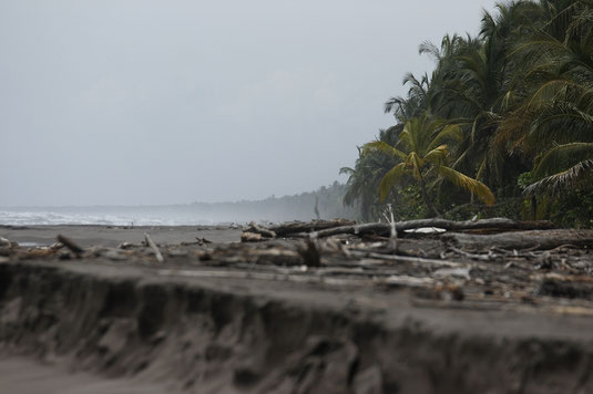 Caribbean coast, Costa Rica, beach, Tortuguero
