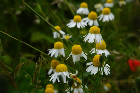 Wildgarten, Naturgarten, Anfänger, erste Tipps