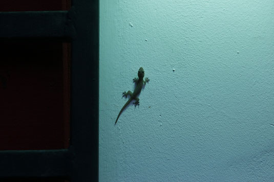 Eidechsen, Costa Rica, Tierwelt Regenwald
